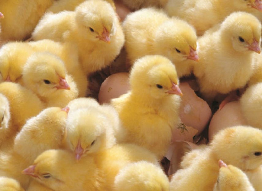 EC poultry heavyweight acquires Midrand hatchery